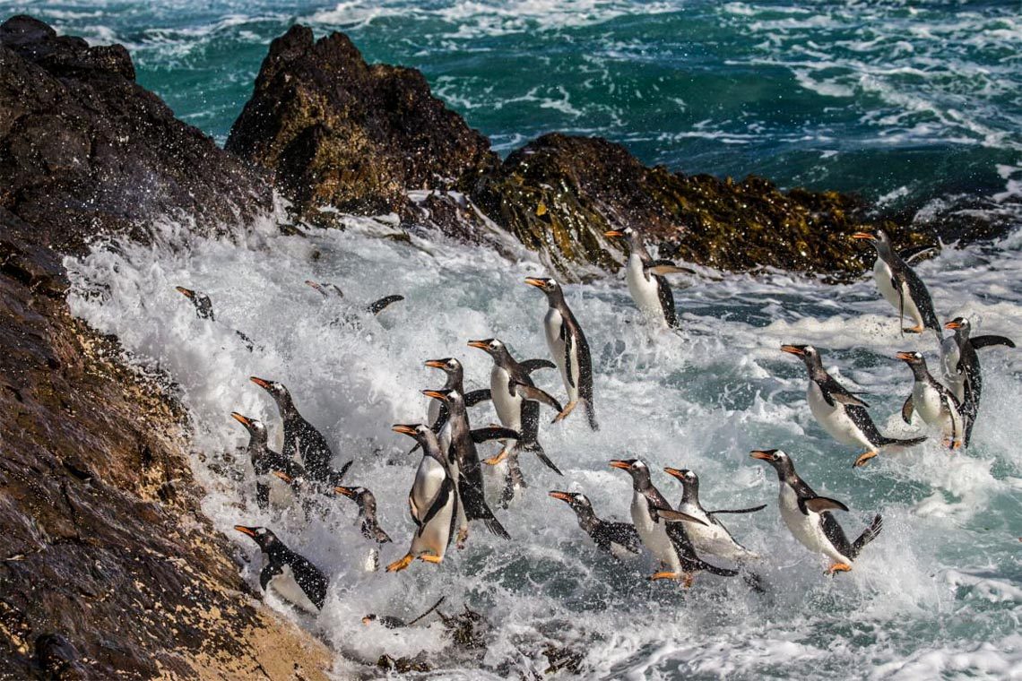 Khám phá quần đảo thiên đường chim cánh cụt Falkland -2