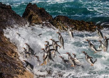 Khám phá quần đảo thiên đường chim cánh cụt Falkland -2