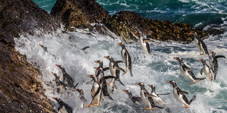 Khám phá quần đảo thiên đường chim cánh cụt Falkland -2