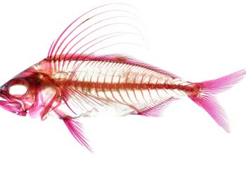 Nghệ thuật của các nhà khoa học: Những bức ảnh giải phẫu rực rỡ