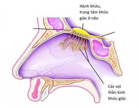 Mất mùi đột ngột: có thể là triệu chứng duy nhất ở bệnh nhân COVID-19 - 2