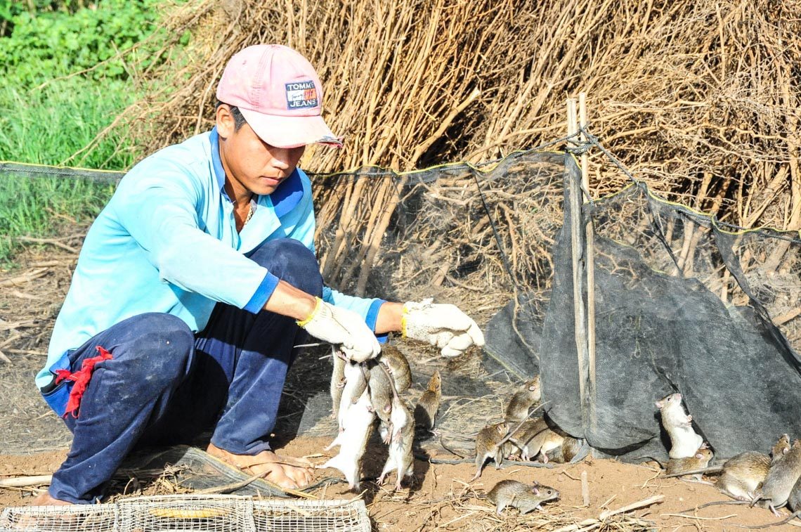 Tản mạn về chuột - 3