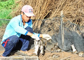 Tản mạn về chuột - 3