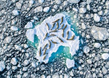 Thiên nhiên tuyệt đẹp trong cuộc thi nhiếp ảnh quốc tế 2020 -2