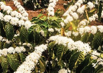 Trắng trời tiệc hoa -3