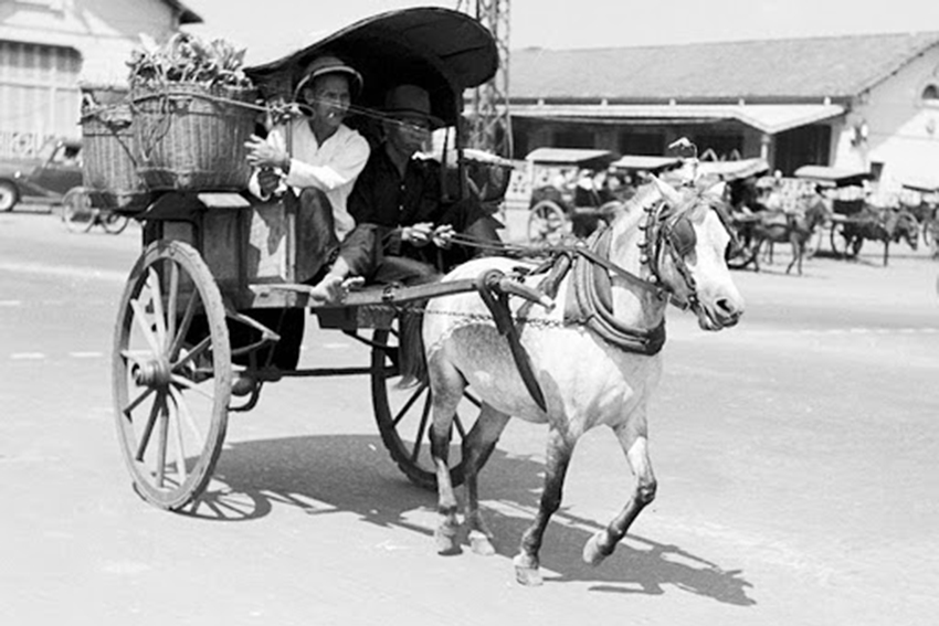 Con ngựa và xe Ngựa kéo xe Vận chuyển Clip nghệ thuật  Con ngựa png tải về   Miễn phí trong suốt Xe Ngựa png Tải về