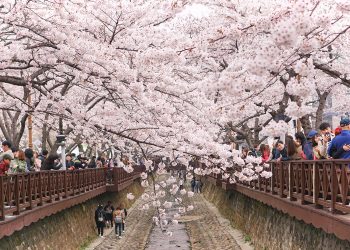 Hàn Quốc hủy lễ hội hoa anh đào Seokchon để phòng  dịch COVID-19