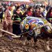 Điển lễ cày ruộng tịch điền -4