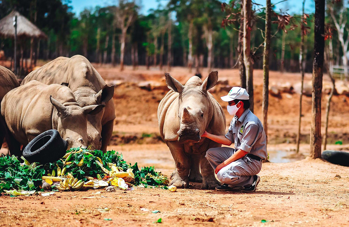 Gia đình tê giác ở Vinpearl Safari có thêm thành viên mới chào đời -1