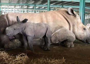Gia đình tê giác ở Vinpearl Safari có thêm thành viên mới chào đời -4