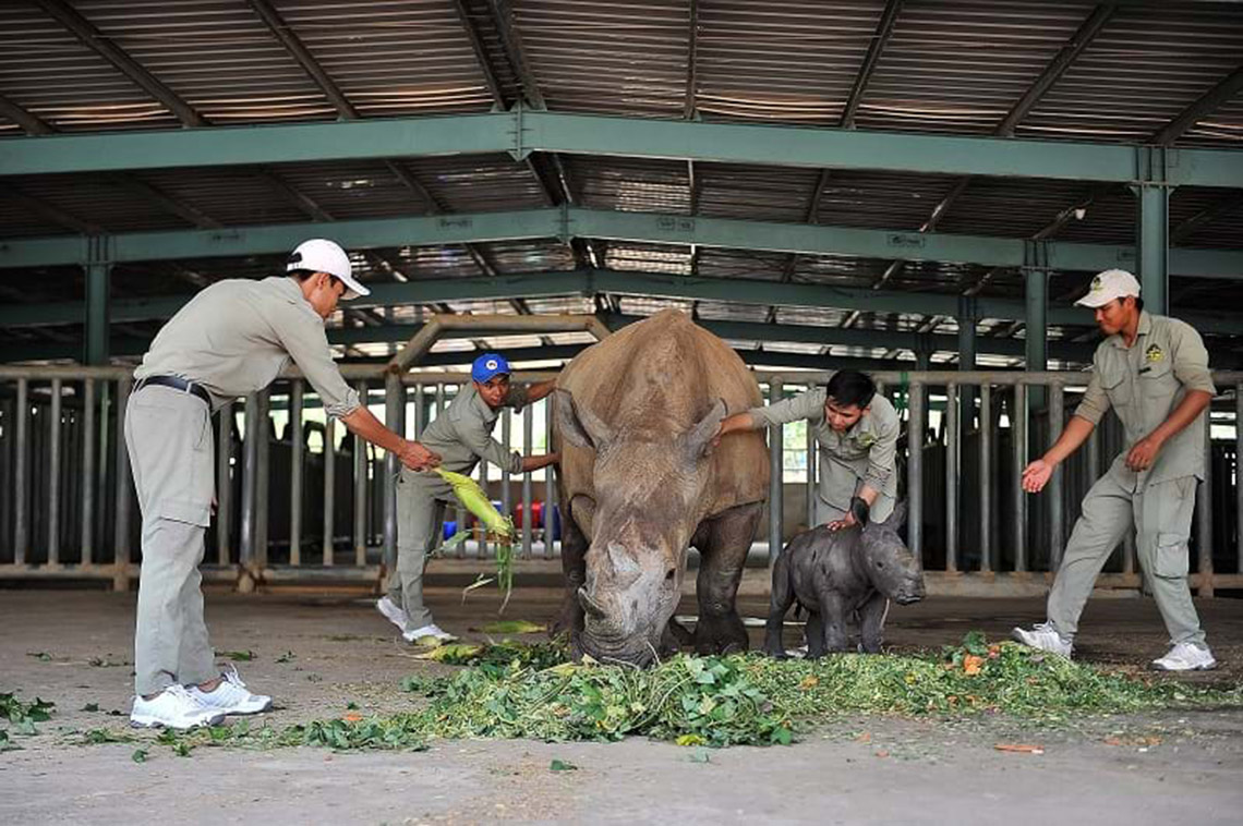 Gia đình tê giác ở Vinpearl Safari có thêm thành viên mới chào đời -8