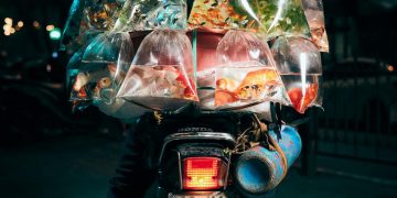 Xe bán cá cảnh rong ở Việt Nam chiến thắng giải ảnh tại Mỹ -11