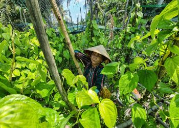 Độc đáo làng trầu Vị Thủy -2