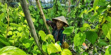 Độc đáo làng trầu Vị Thủy -2