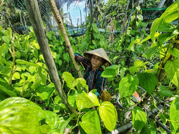 Độc đáo làng trầu Vị Thủy -2