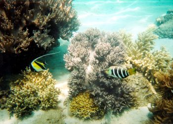 Hè đến rồi, lặn biển ngắm san hô nào! -2