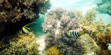 Hè đến rồi, lặn biển ngắm san hô nào! -2