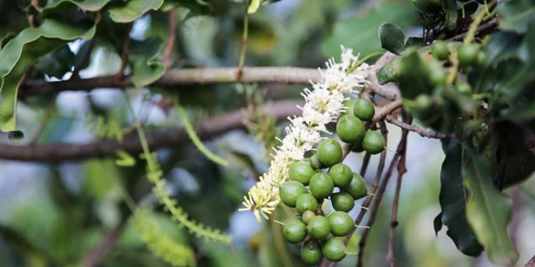 Mắc ca là loài cây duy nhất tại Việt Nam được hỗ trợ bởi một ngân hàng và một hiệp hội riêng biệt -1