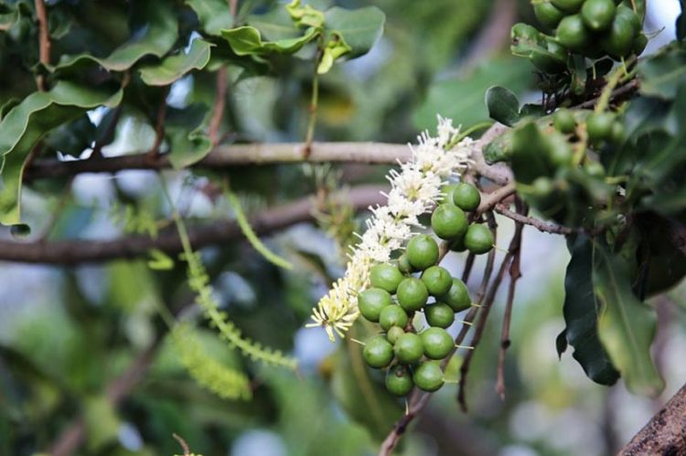 Mắc ca là loài cây duy nhất tại Việt Nam được hỗ trợ bởi một ngân hàng và một hiệp hội riêng biệt -1