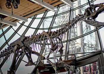 Những cuộc đấu giá kỳ lạ -6