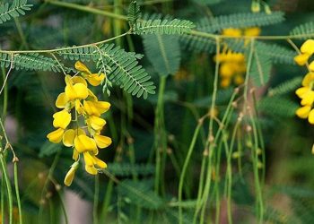 Cơm chan mùi hoa nắng -2