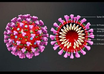 Corona - em từ đâu tới? -1