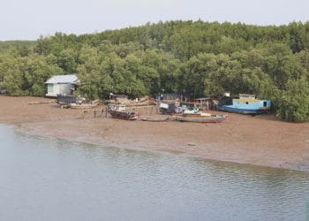 Giá trị rừng ngập mặn Cần Giờ và cuộc thi ảnh sau 20 năm vinh danh -3