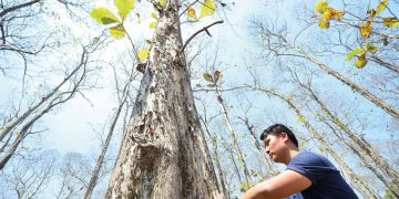 Huy Phạm chơi với mộc -3