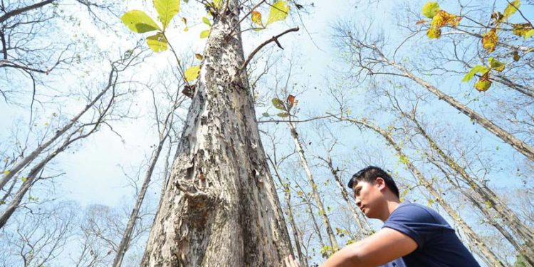 Huy Phạm chơi với mộc -3