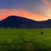 Thưởng ngoạn Tây Ninh với tour độc đáo '2B - 2M - 3T' -6