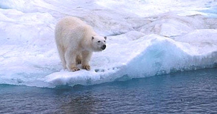 10 câu chuyện khó tin về việc sinh tồn ở Bắc Cực -1