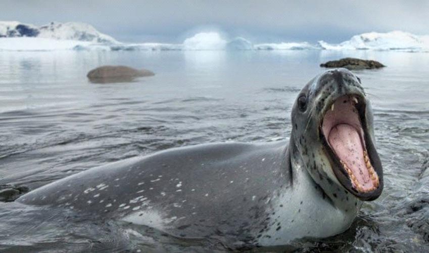 10 câu chuyện khó tin về việc sinh tồn ở Bắc Cực -2