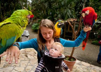 Các động vật giỏi 'trục lợi' con người nhất -1