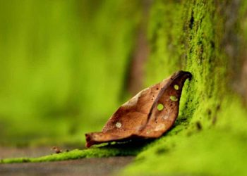 Chiếc lá trong thơ Việt -3