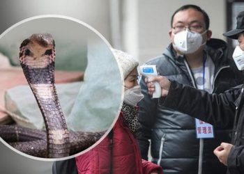 Rắn có khả năng là nguồn gốc của virus Corona -2