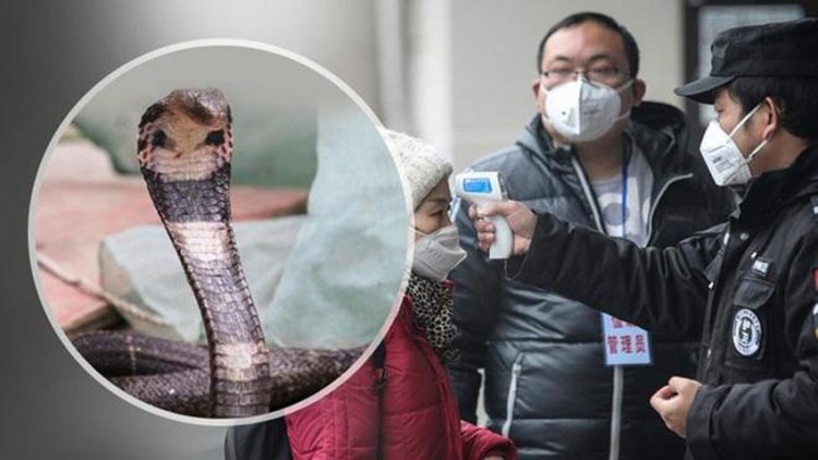 Rắn có khả năng là nguồn gốc của virus Corona -2