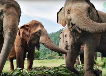 Voi Thái Lan: Ngành du lịch động vật u ám -6