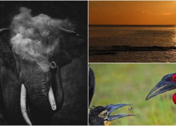 Những bức ảnh đoạt giải trong cuộc thi Nature inFocus Photography Awards 2020 -2