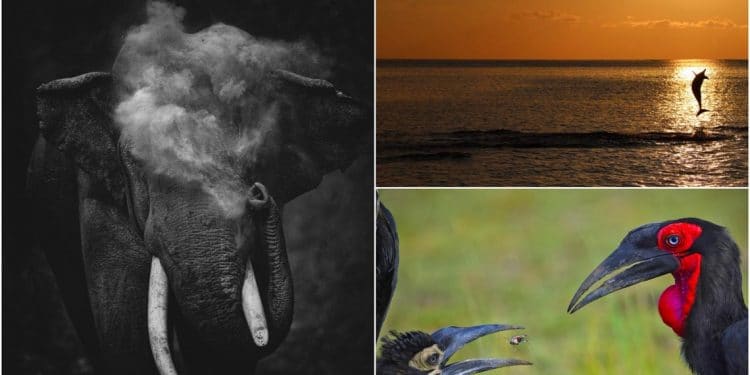 Những bức ảnh đoạt giải trong cuộc thi Nature inFocus Photography Awards 2020 -2