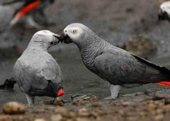 Báo cáo Sức sống hành tinh: 2/3 các quần thể động vật hoang dã đã giảm, có loài giảm 99% -1