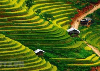 Rực rỡ sắc vàng nơi rẻo cao Mù Cang Chải -5