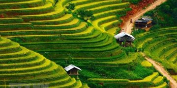 Rực rỡ sắc vàng nơi rẻo cao Mù Cang Chải -5