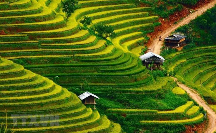 Rực rỡ sắc vàng nơi rẻo cao Mù Cang Chải -5