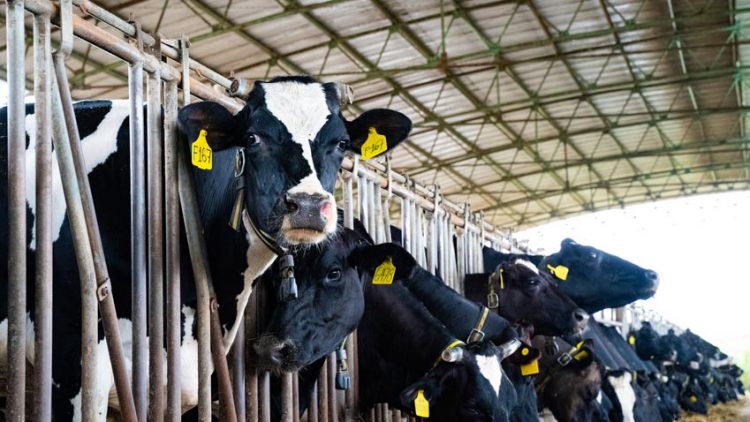 Sữa Việt Nam có đủ sức cạnh tranh với sữa châu Âu? -1