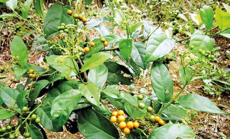 Uống nước xạ đen chữa ung thư gan?