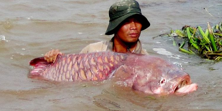 Vì sao 'Vàm Nao nước chảy đứt đuôi xà'? - 01