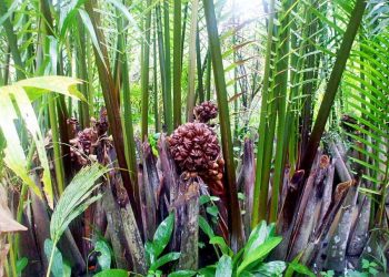 Trà dư tửu hậu: Dừa nước gợi nhớ hồn quê -2