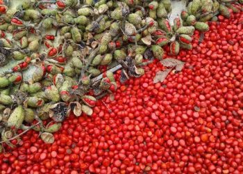 Tứ đỉnh gia vị đặc sản Tây Bắc thơm 'nức nở', có loại tiền triệu chưa chắc đã mua được -7