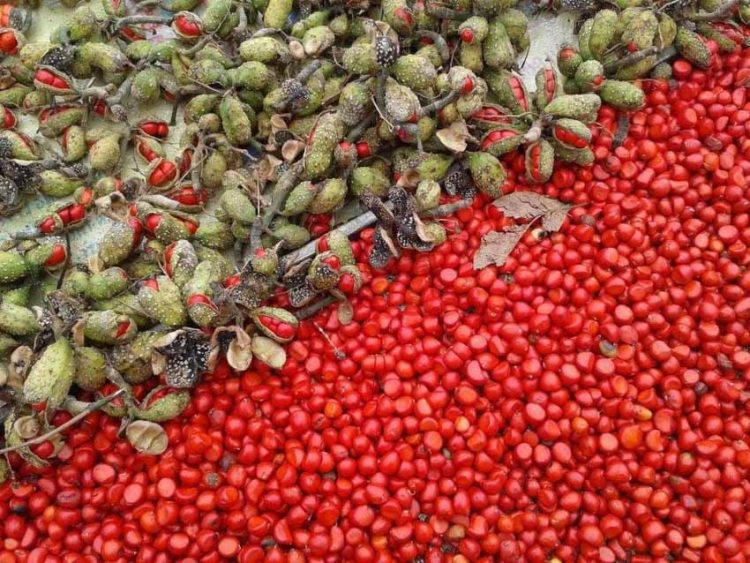 Tứ đỉnh gia vị đặc sản Tây Bắc thơm 'nức nở', có loại tiền triệu chưa chắc đã mua được -7