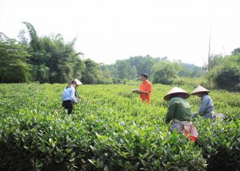 Masan High-Tech Materials thúc đẩy xu hướng trồng chè VietGAP và chè hữu cơ